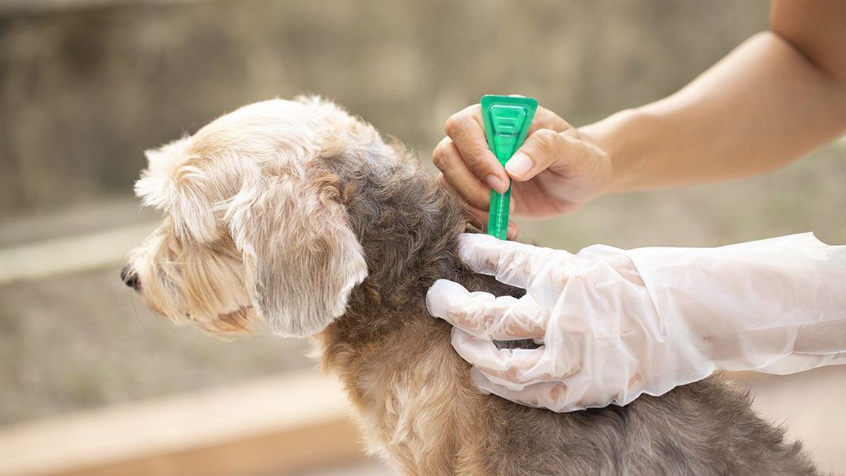 Tick Prevention