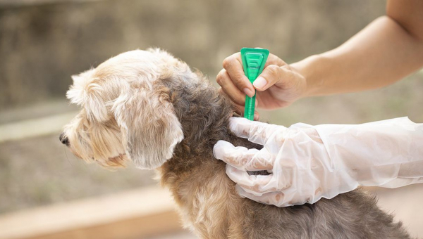 Tick Prevention